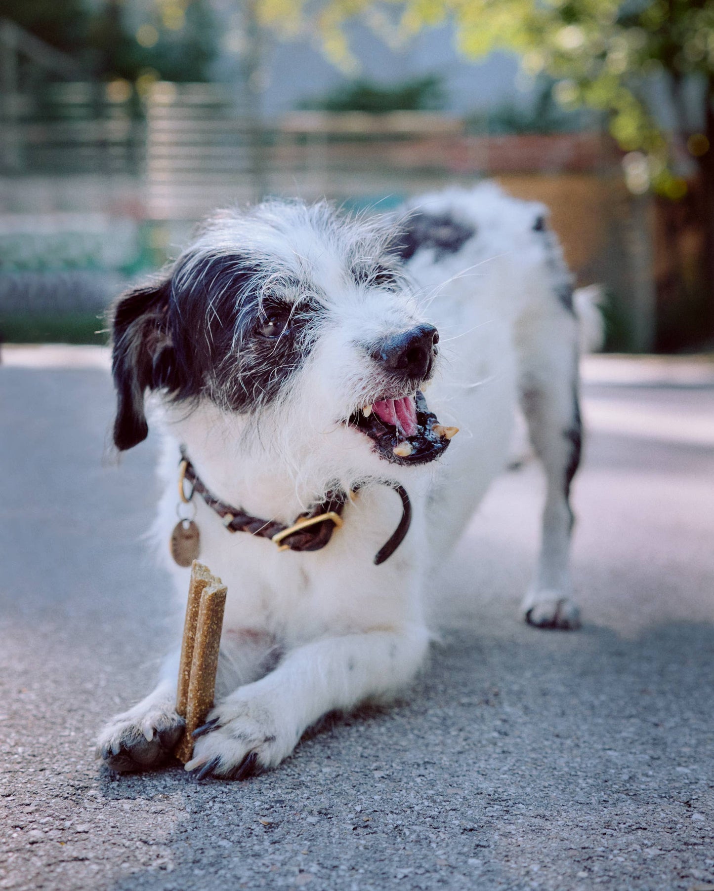 VEGDOG – Mobilitäten