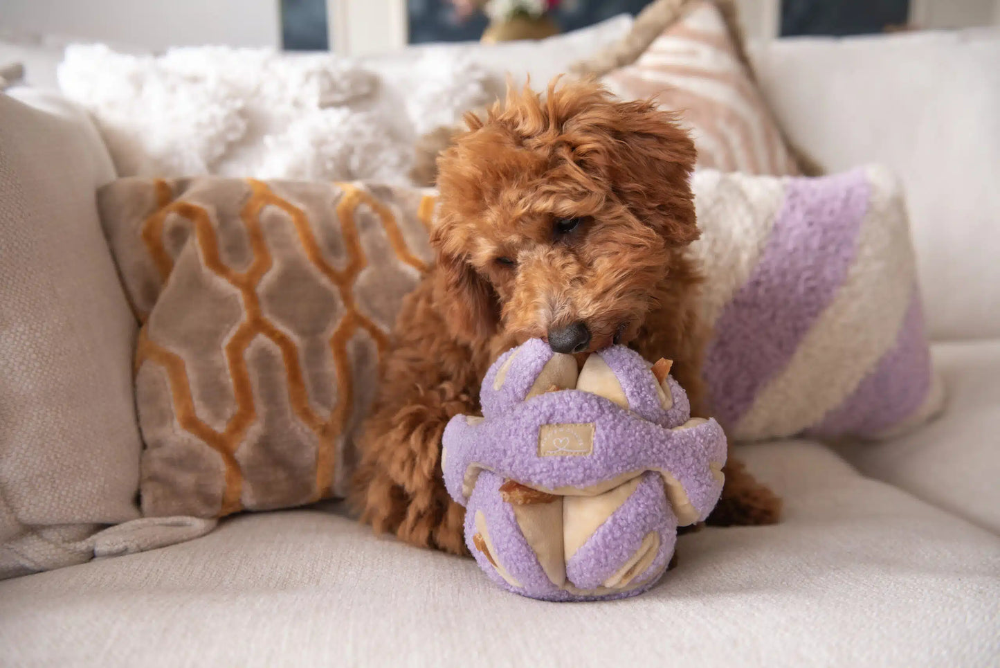 Floofs & Cookies | Snuffles Lilac