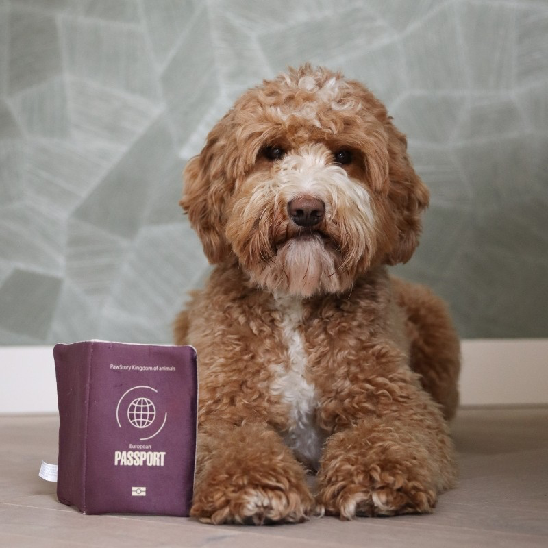 Pawstory | Pawsport Adventure