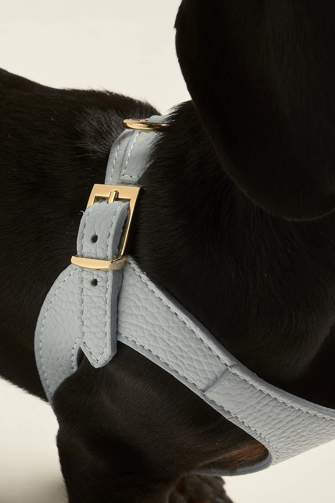 Branni Pets Instaptuig Juno Blauw - Golden Poms