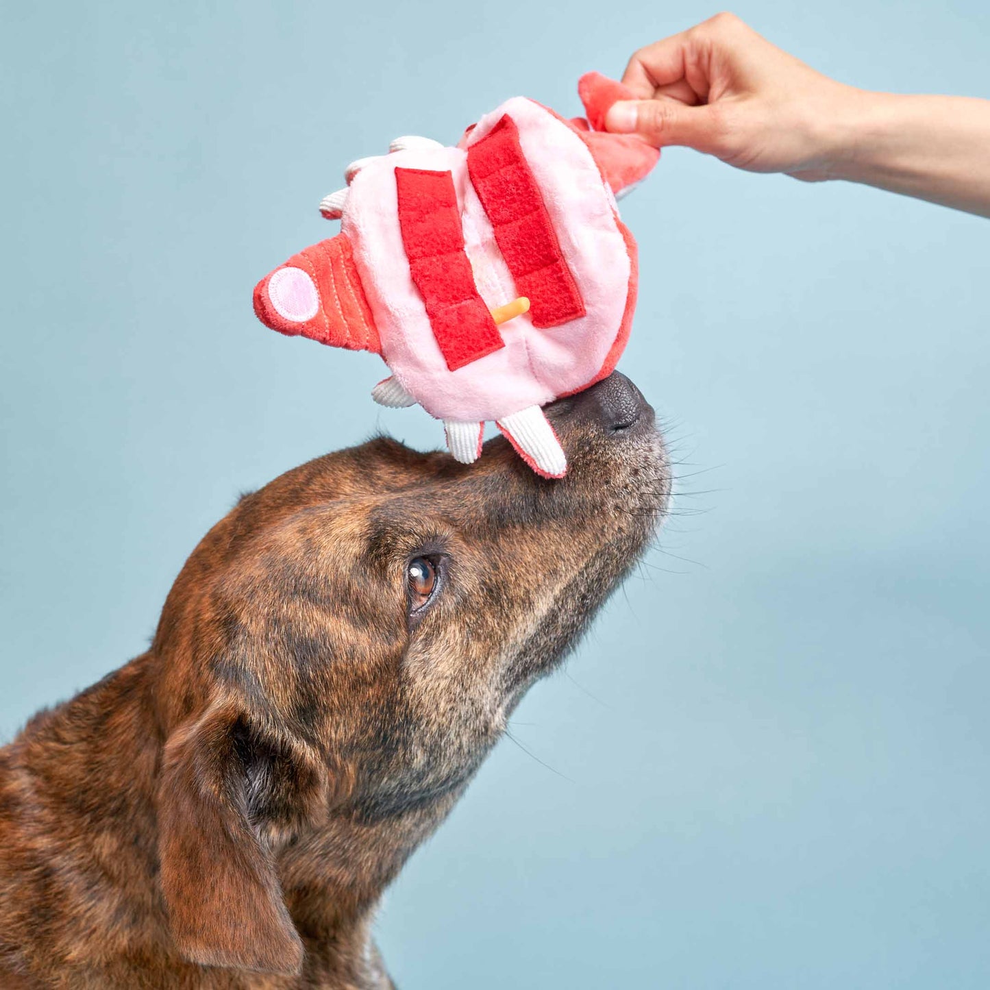 The Furryfolks | Snuffelspeelgoed - Krab