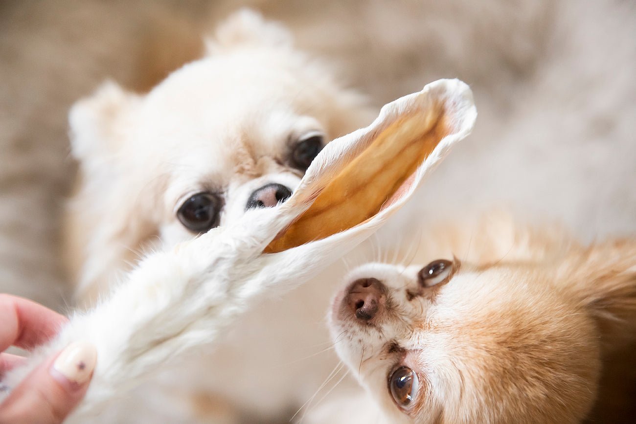 Kauwsnack Konijnenoor met vacht - Golden Poms