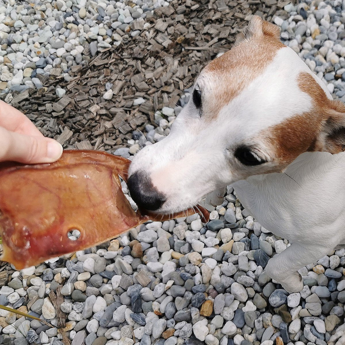 Kauwsnack Varkensoor - Golden Poms