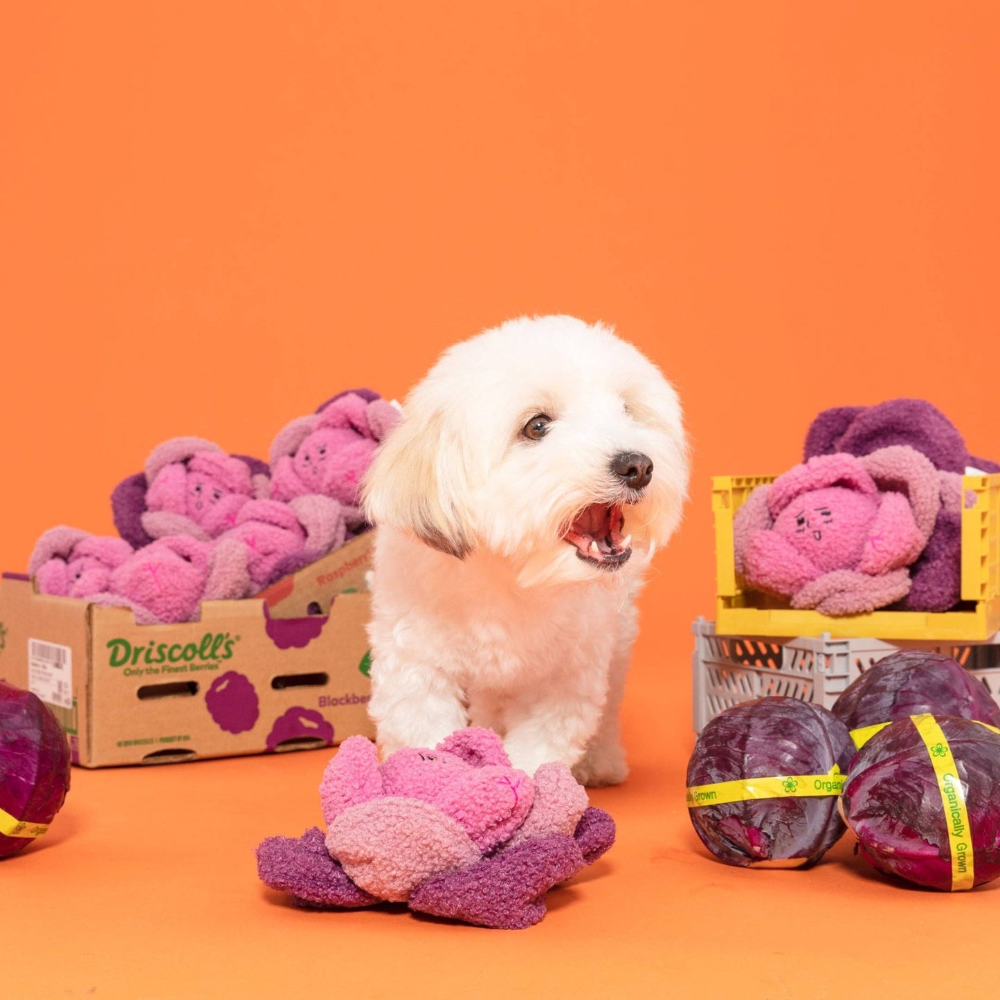 The Furryfolks | Snuffelspeelgoed - Rode Kool - Golden Poms