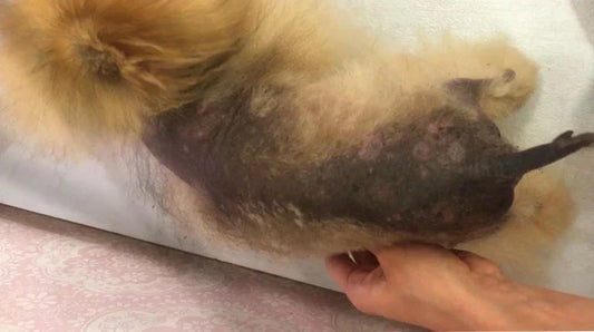 BSD (Alopecia X) bij de Pomeranian: Oorzaken, Symptomen en Behandeling van Black Skin Disease