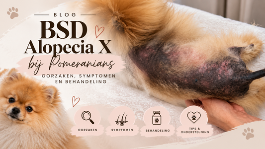 BSD (Alopecia X) bij de Pomeranian: Oorzaken, Symptomen en Behandeling van Black Skin Disease