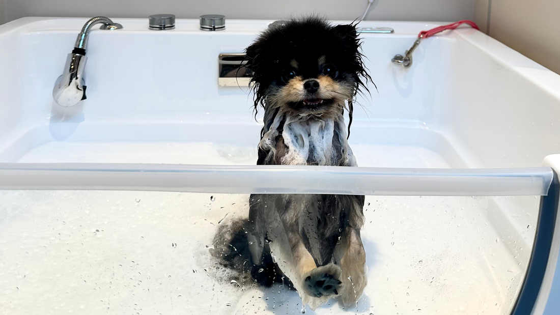 ozon milky spa hond pomeranian trimsalon