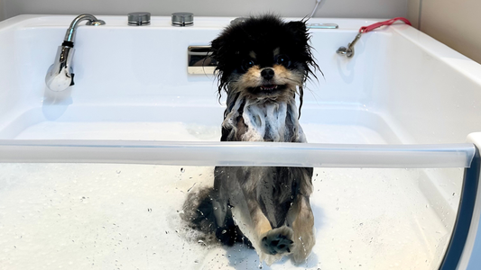 ozon milky spa hond pomeranian trimsalon