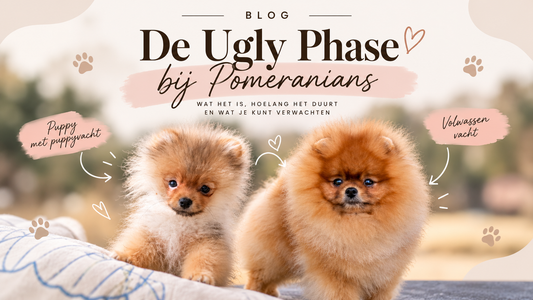 Puppy Uglies bij de Pomeranian: wat is de ugly phase eigenlijk?