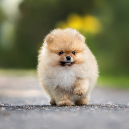 Een pup in huis? Dit zijn alle essentials die je bij Golden Poms kunt halen
