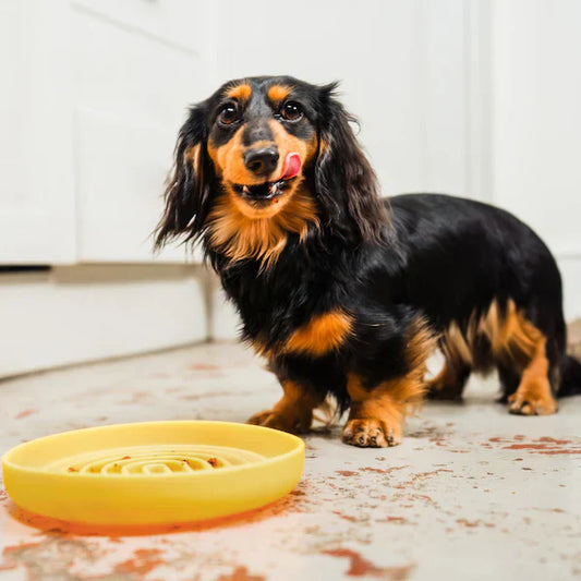 Hondje met boil en broth bottenbouillion