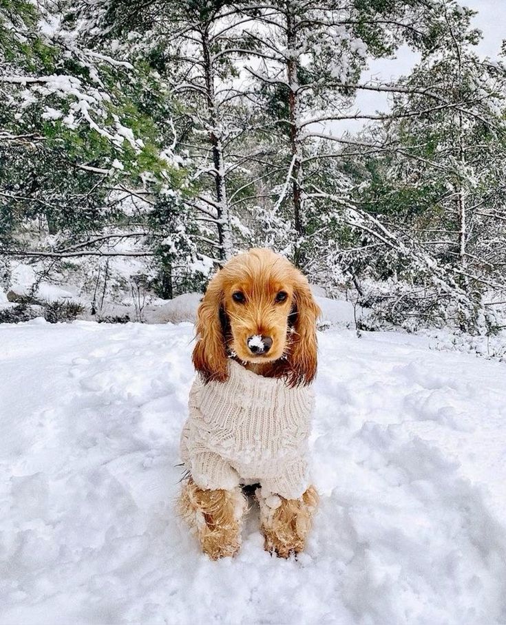 Hoe bescherm ik mijn hond tegen de kou? 5 tips voor een warme en comfortabele winter - Golden Poms