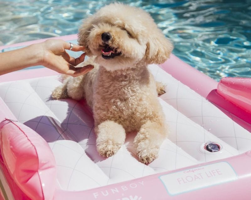 Hoe kan ik mijn hond veilig meenemen op reis? - Golden Poms