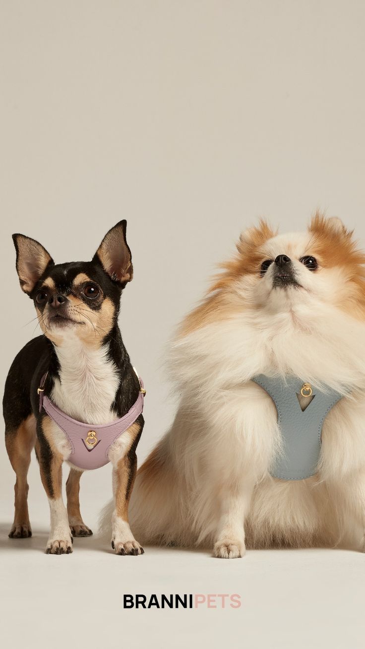 Hoe kies ik het beste hondentuig voor mijn hond? - Golden Poms