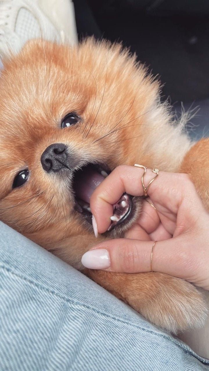 Waarom is gebitsverzorging belangrijk voor mijn hond? - Golden Poms