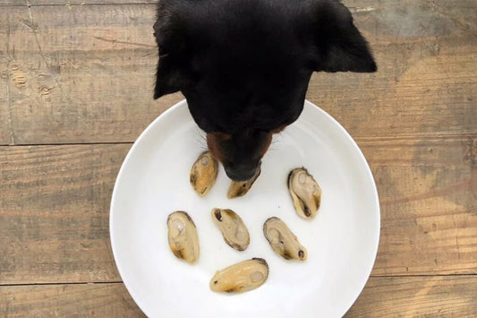 Waarom zijn Canumi Superfoods voor Honden de Beste Keuze voor de Gezondheid van je Hond? - Golden Poms