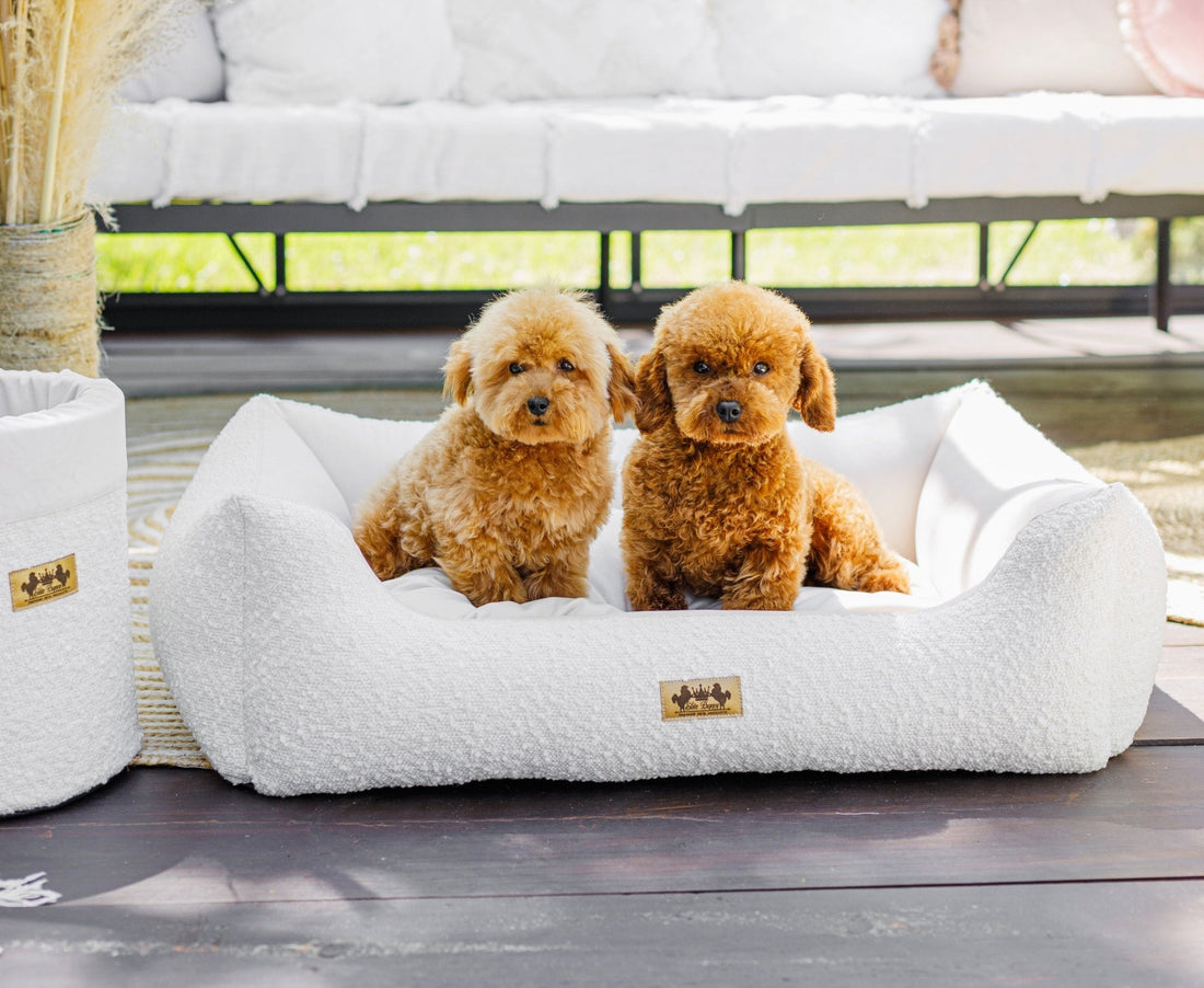 Waarom zou ik een orthopedische hondenmand voor mijn hond kopen? - Golden Poms