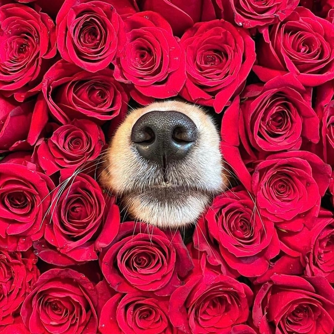 Valentine’s Day Collection