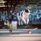 VEGDOG -  Mobilities Mini