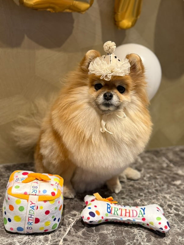 Verjaardagshoed voor honden, katten en huisdieren