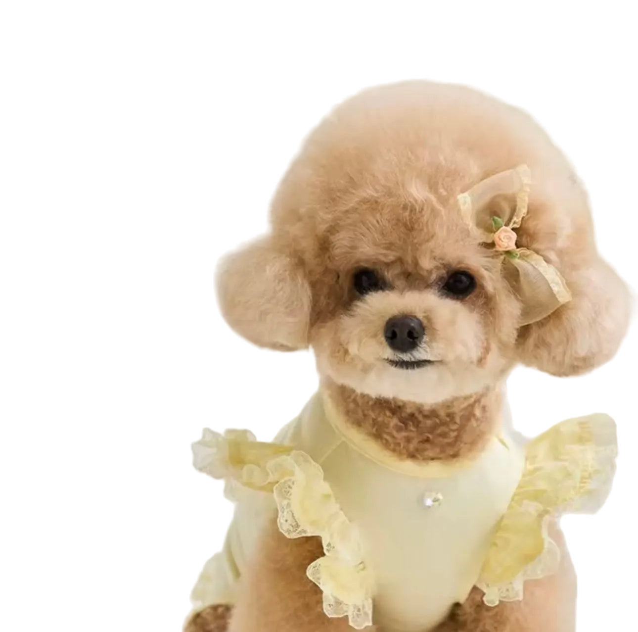 Honden Shirt met Kant & Hartjesdetail Butter Yellow