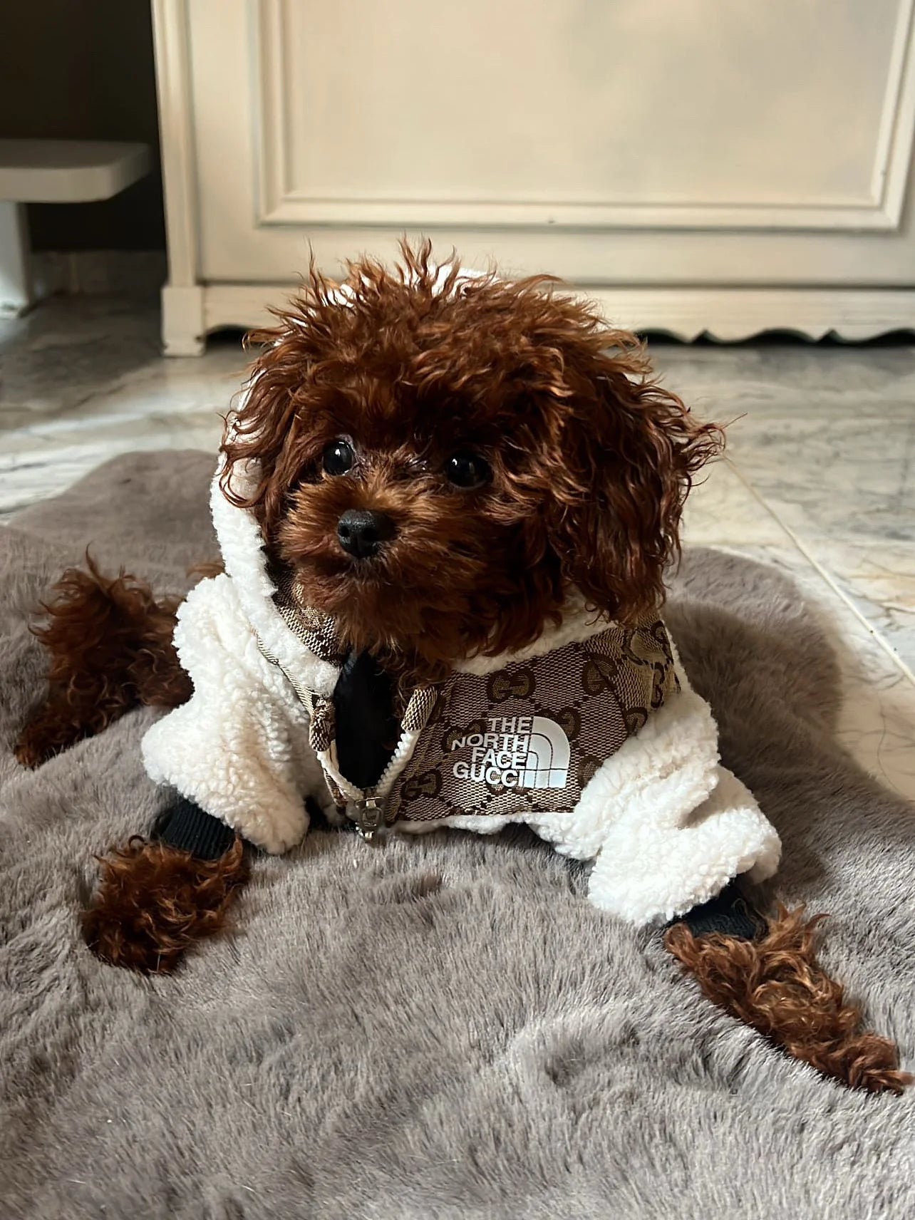 Teddy jasje met GG print