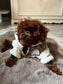 Teddy jasje met GG print