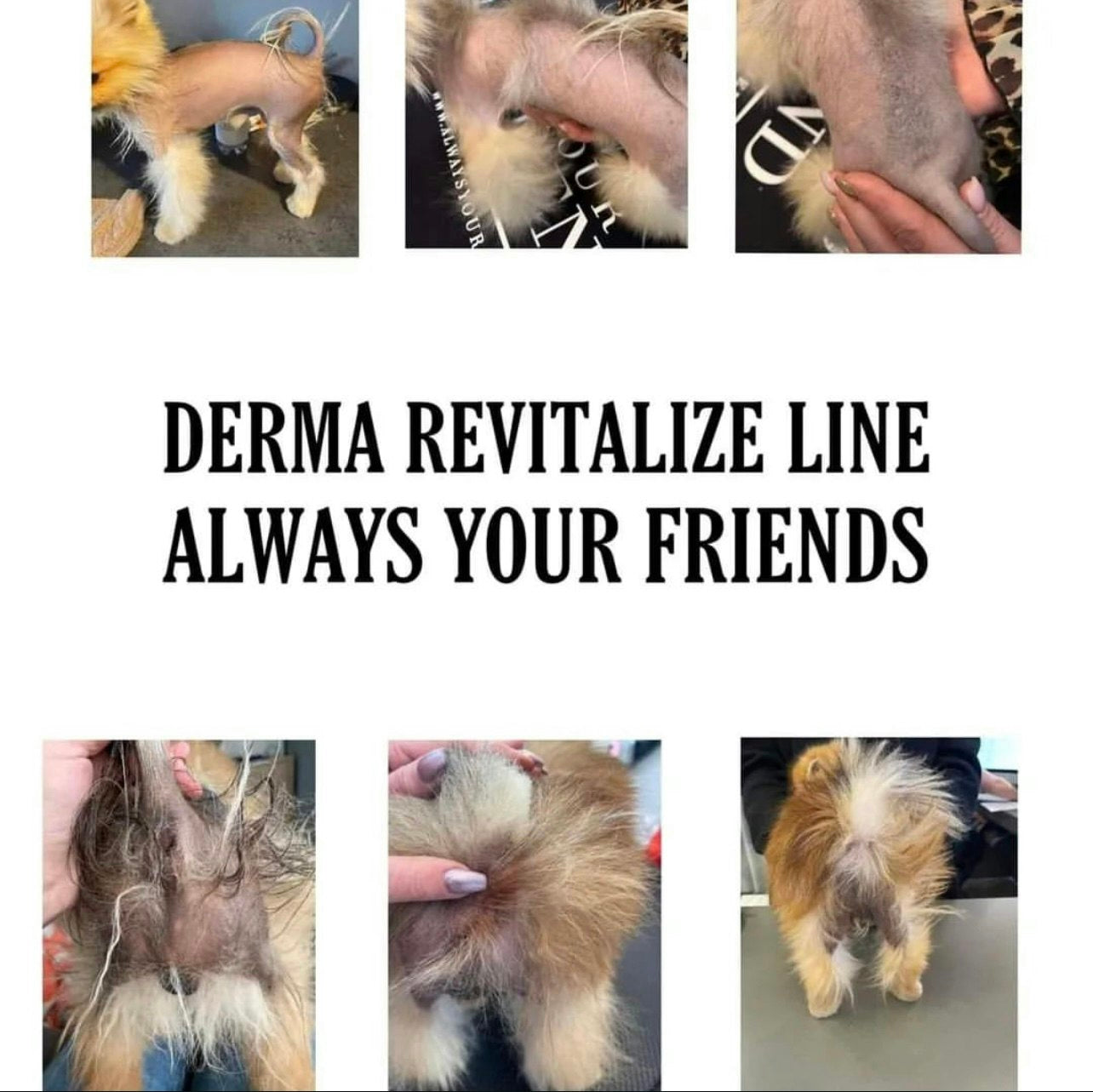 Always Your Friend -Derma Revitalize Nourish Shampoo