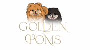 Golden Poms