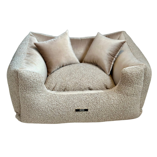 Elite Puppy | Mand Teddy