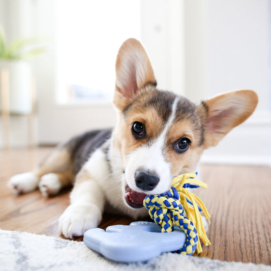 Zippy Paws | Zippytuff Teetherz Elephant