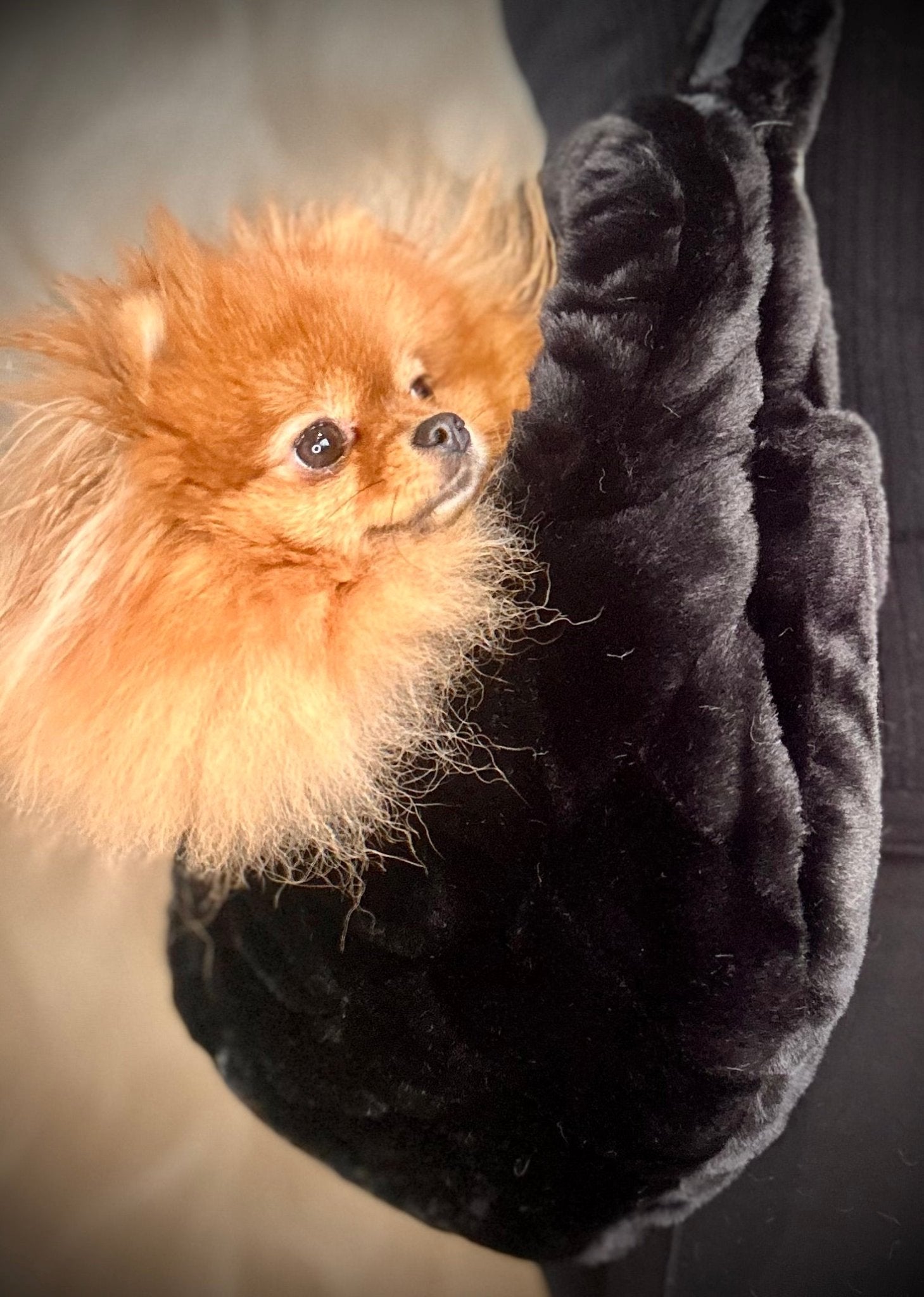 Bau Baru Draagzak Marsupio Linus - Trap Nero - Golden Poms