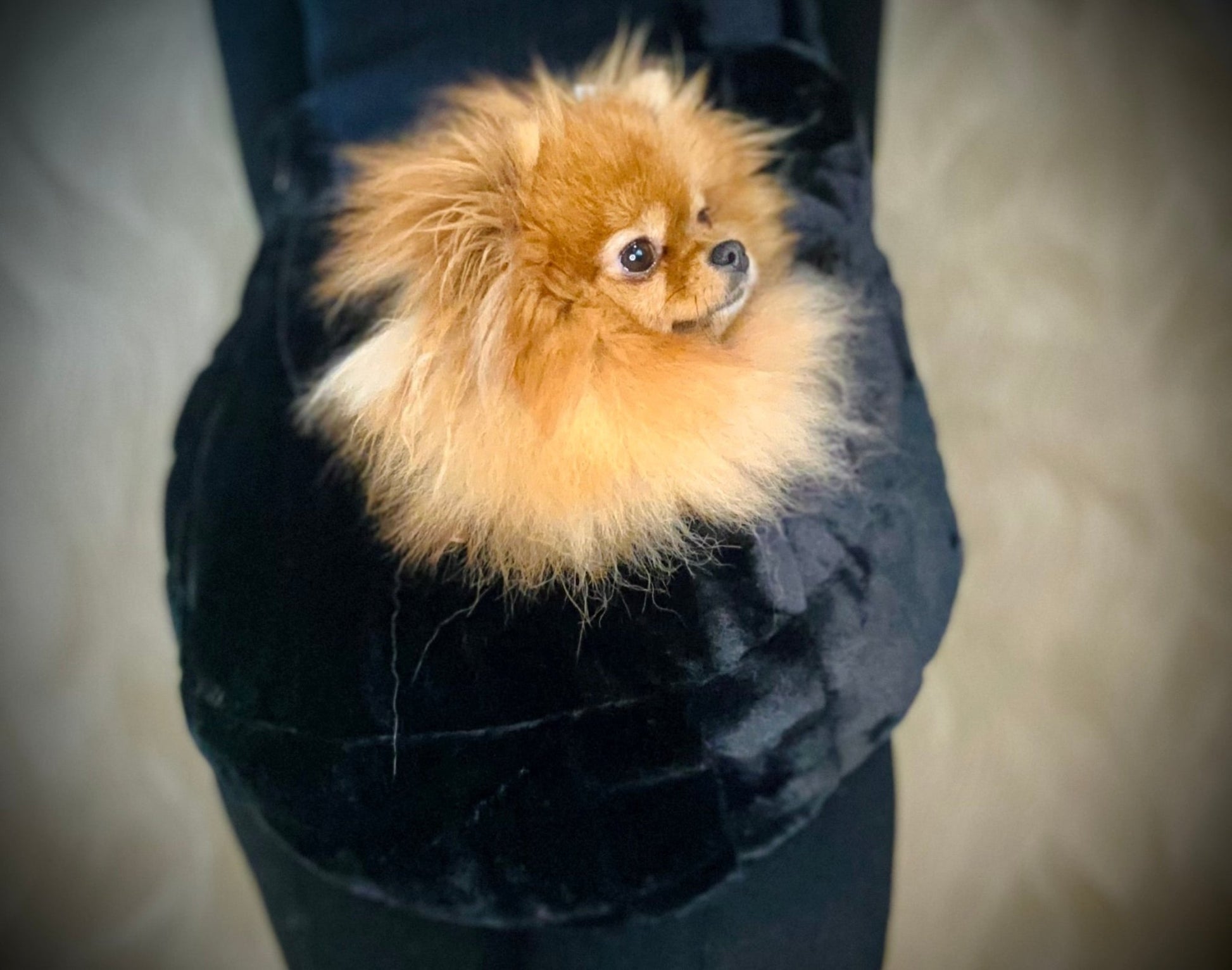 Bau Baru Draagzak Marsupio Linus - Trap Nero - Golden Poms