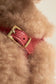 Branni Pets Instaptuig Juno Koraal - Golden Poms
