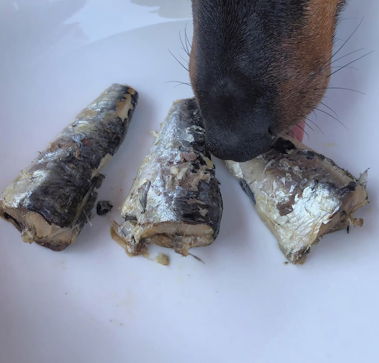 Canumi | Natuurlijke Sardines - Golden Poms
