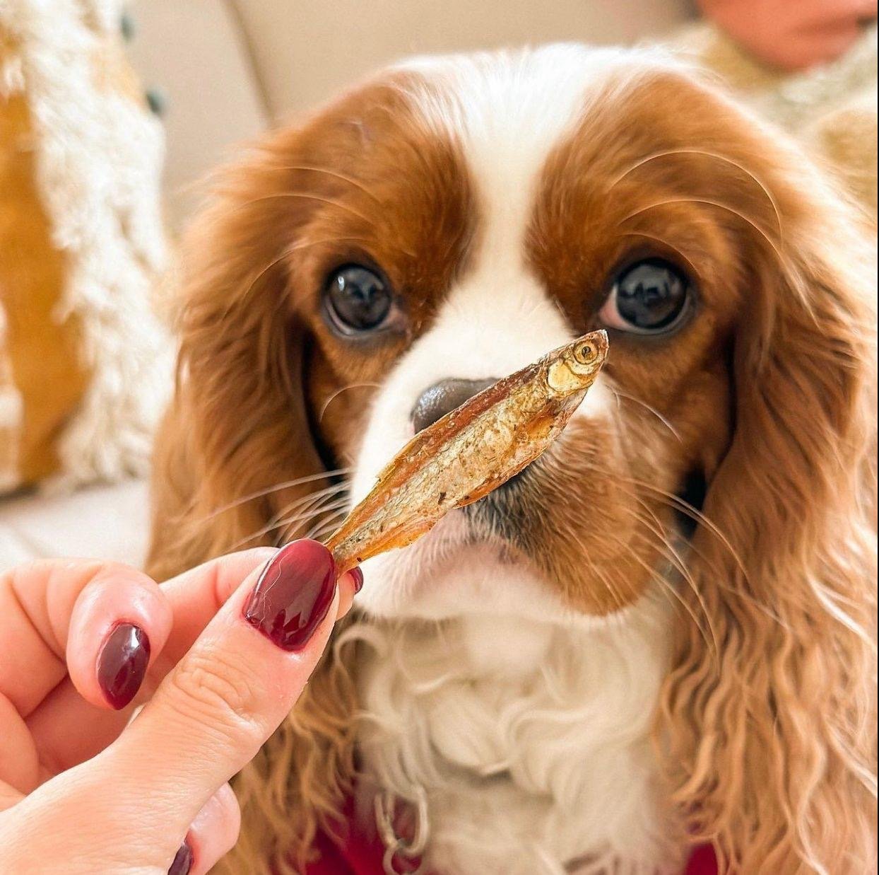 Cooka´s Cookies |Gone Fishing - Luchtgedroogde vis - Golden Poms
