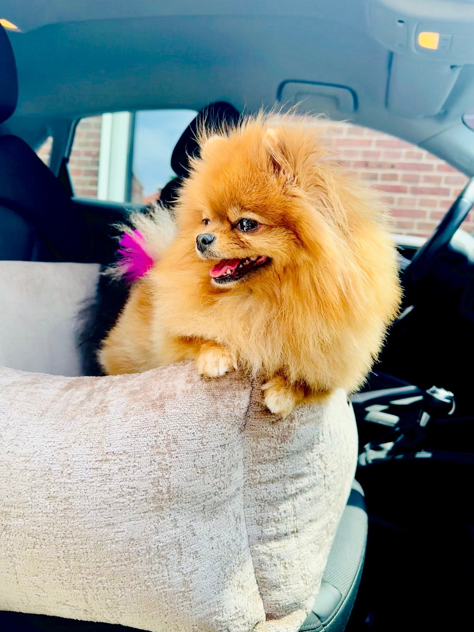 Elite Puppy | Autostoel Soft Velvet - Golden Poms