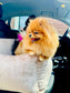 Elite Puppy | Autostoel Soft Velvet - Golden Poms