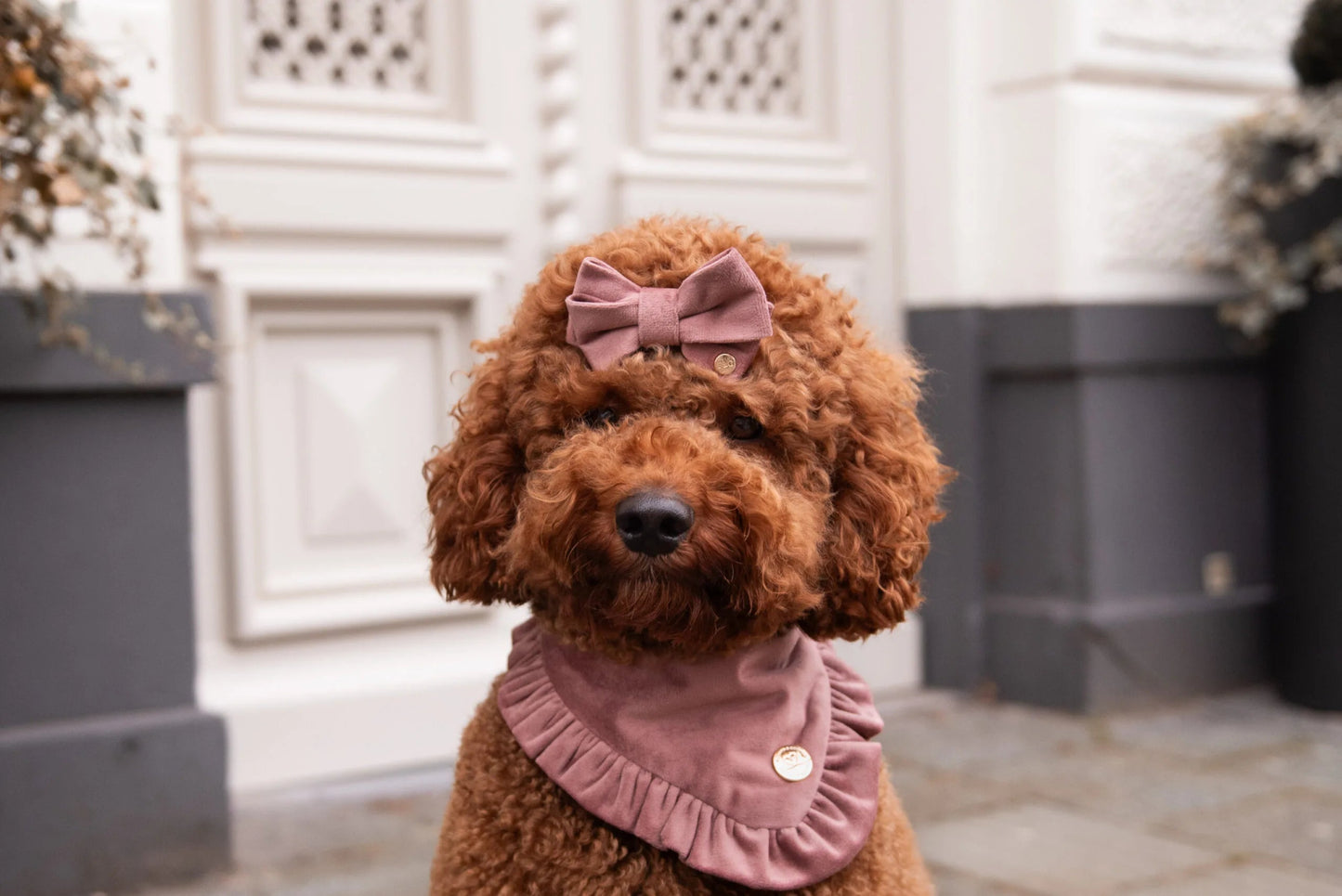 Floofs & Cookies | Strik Blush - Golden Poms
