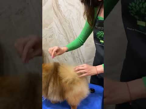 Starfire | Pride Texture Cream